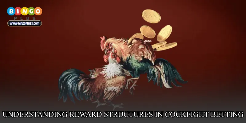 Understanding reward structures in cockfight betting